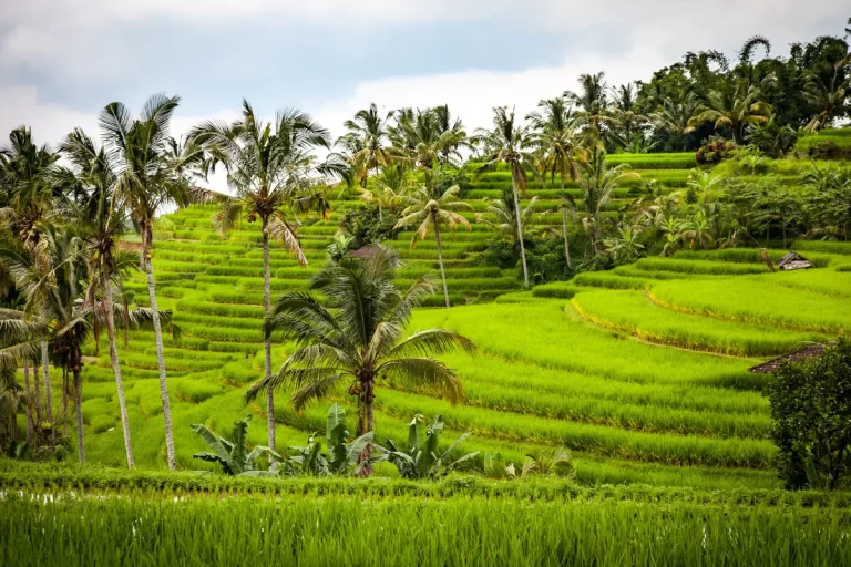 Enjoy your day in the nature of Bali and Take in the stunning views of the landscape and beaches and don't forget to explore the local culture.