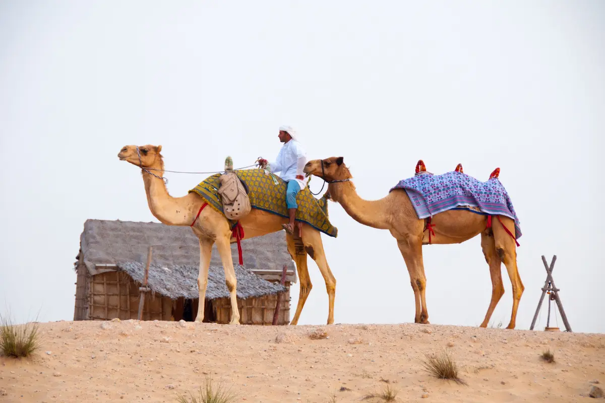 Enjoy the best desert safari with a BBQ dinner on the Marhaba Dubai tour.