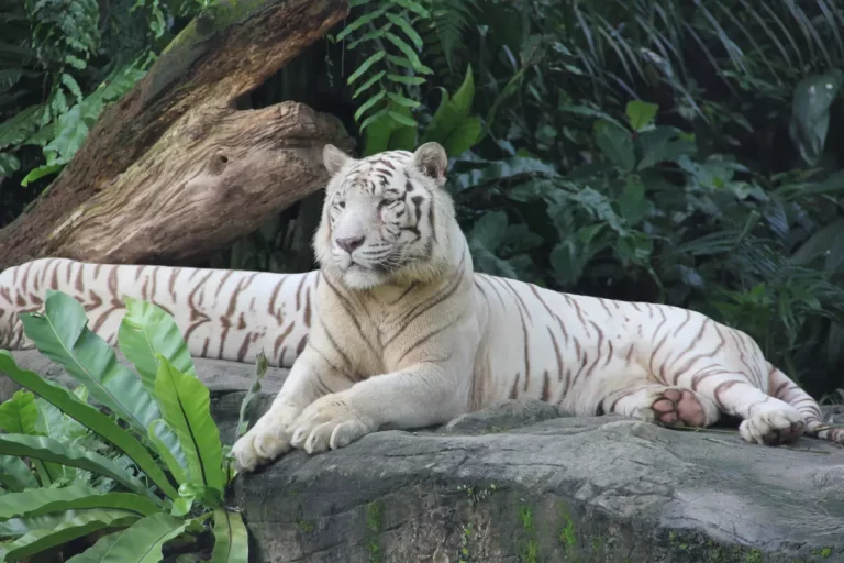 Visit the Singapore Zoo and Changi Beach for recreation.