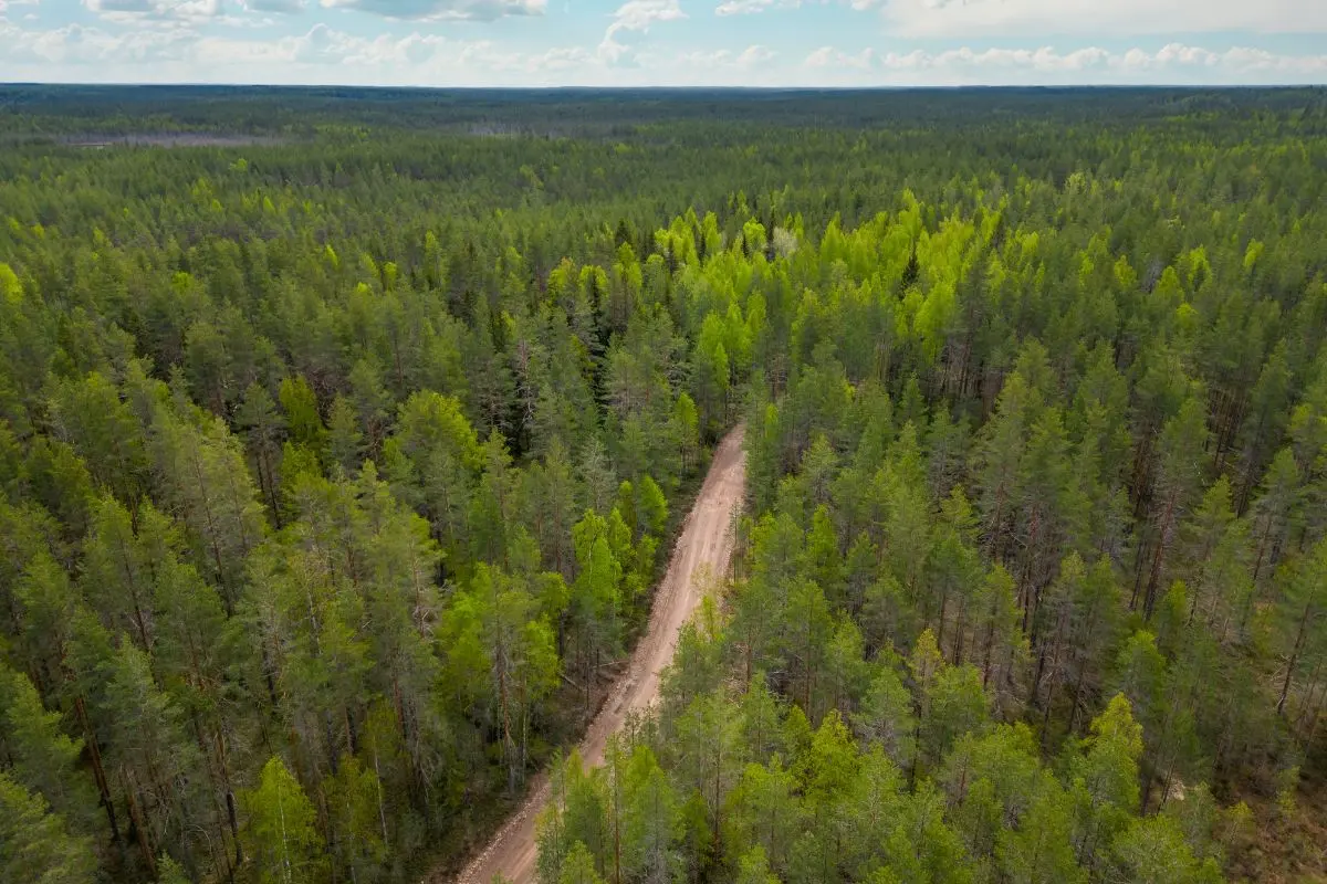 Stroll hand-in-hand through lush tea plantations, breathe the crisp mountain air, and enjoy misty hill views in Kerala.