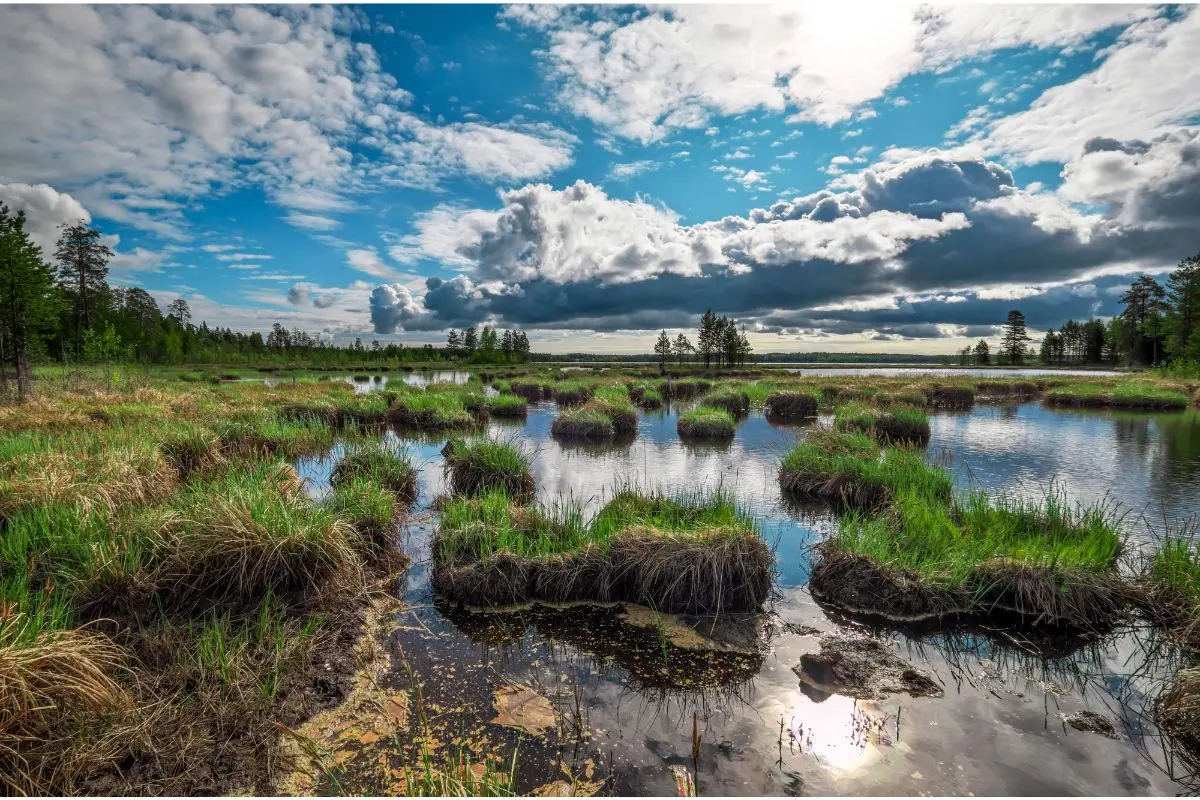 Spot exotic wildlife at Periyar Wildlife Sanctuary in Munnar, Kerala