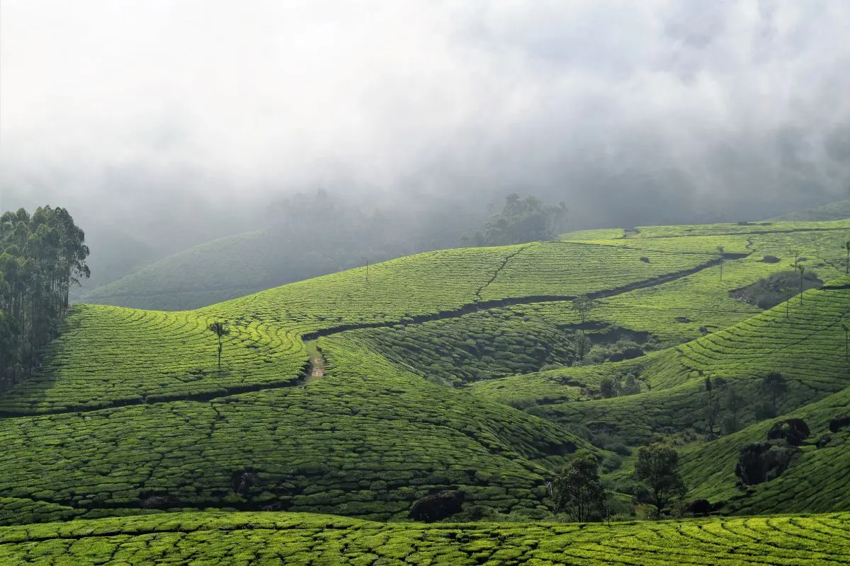 Explore the misty tea plantations and rolling hills of Munnar.