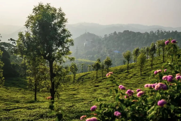 Lost in the Valley of Flowers in Nainital and enjoy the natural view.