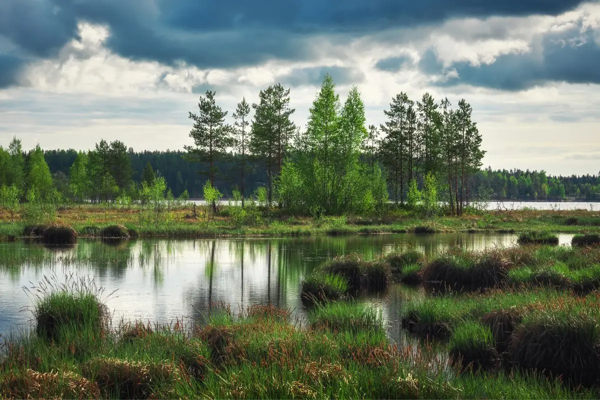 Visit the Eravikulam National Park and Nilgiri Tahr in Munnar, Kerala.