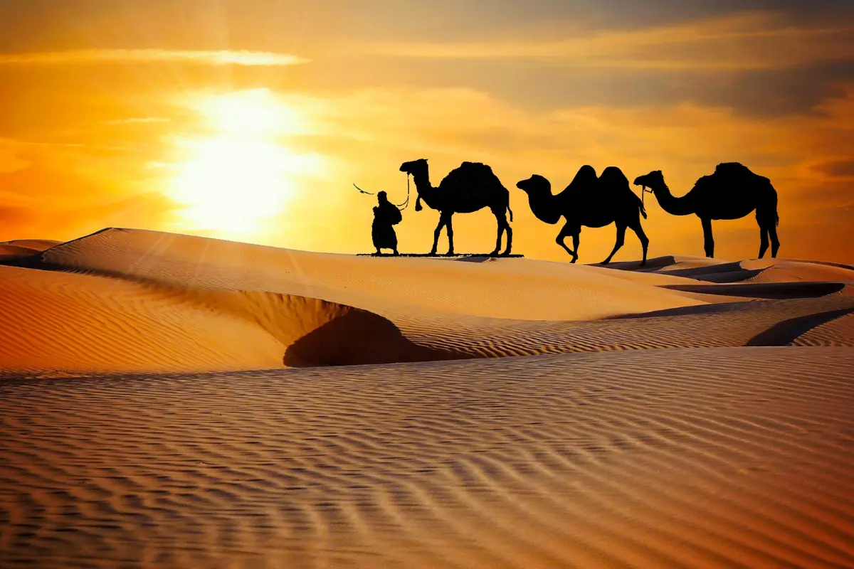 Enjoy the Desert Camping and Camel Safari in Rajasthan.